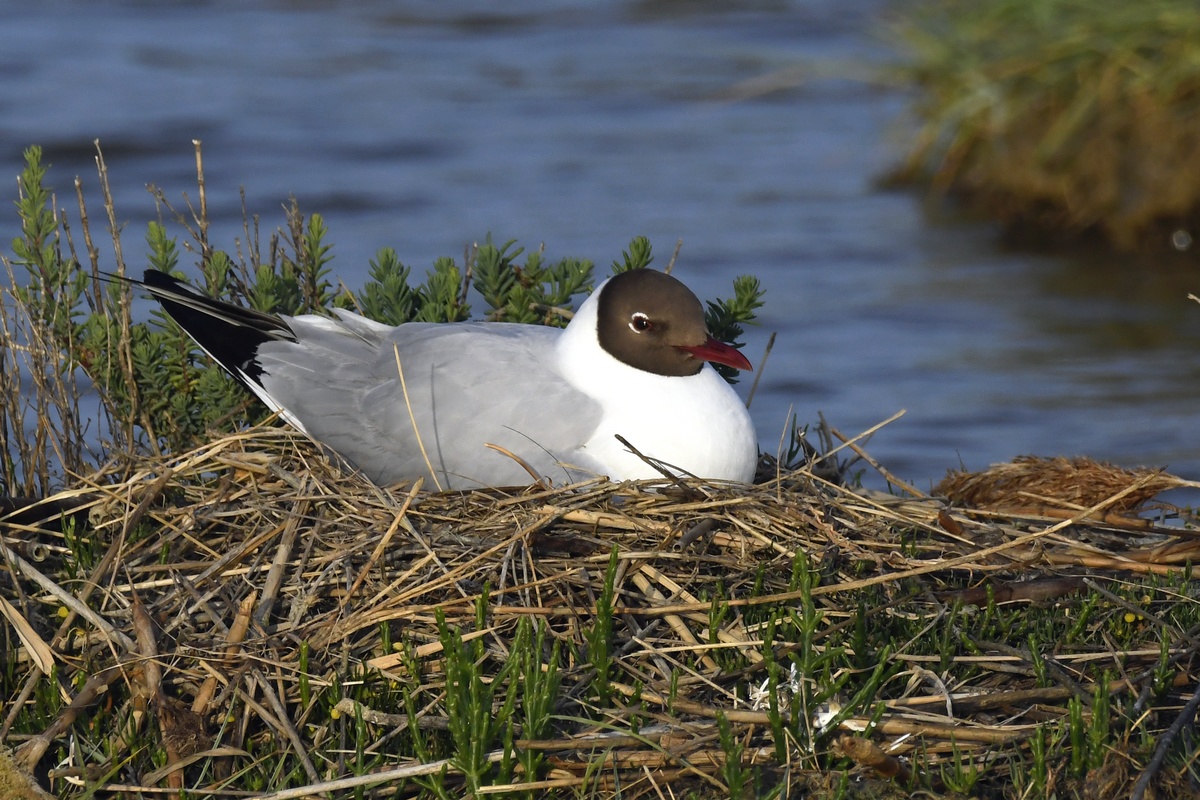 Mouette Rieuse